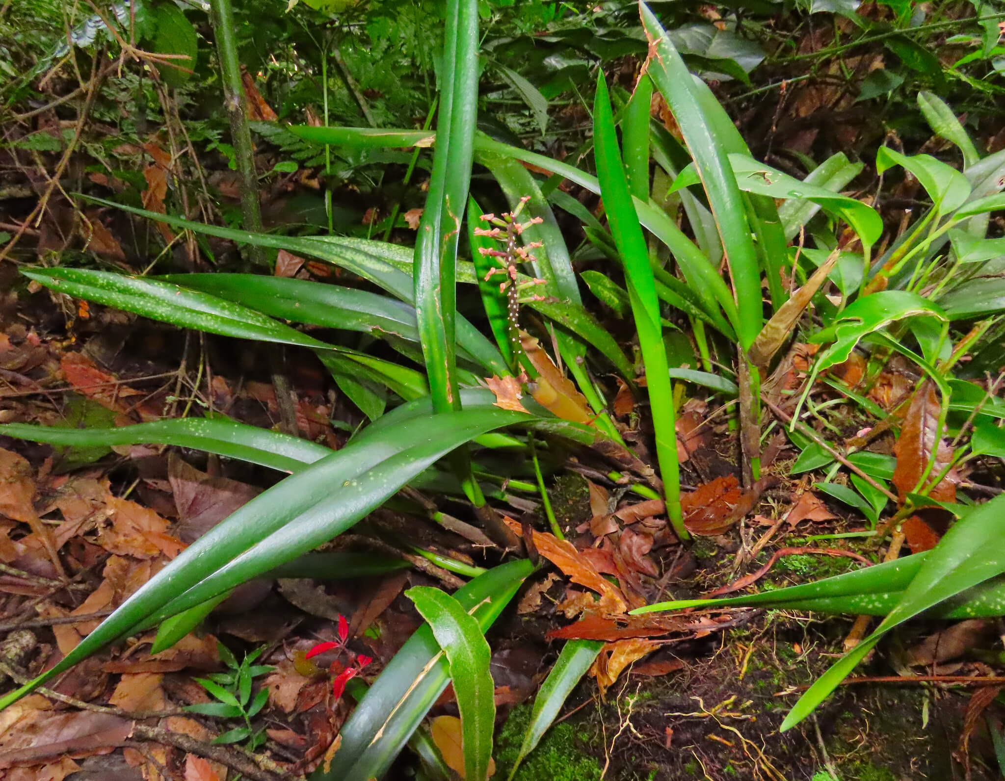 Arpophyllum alpinum
